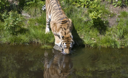 Tiger at Corbett