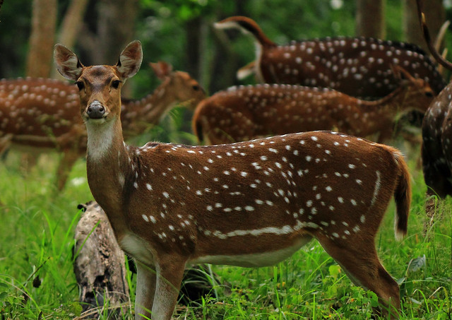 Deer's seen at corbett Jungle safari & Nainital